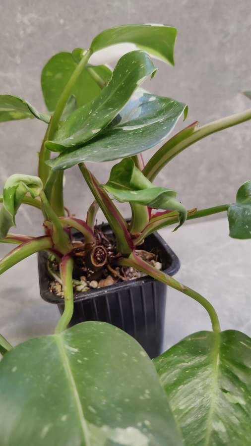 Philodendron White Princess 5