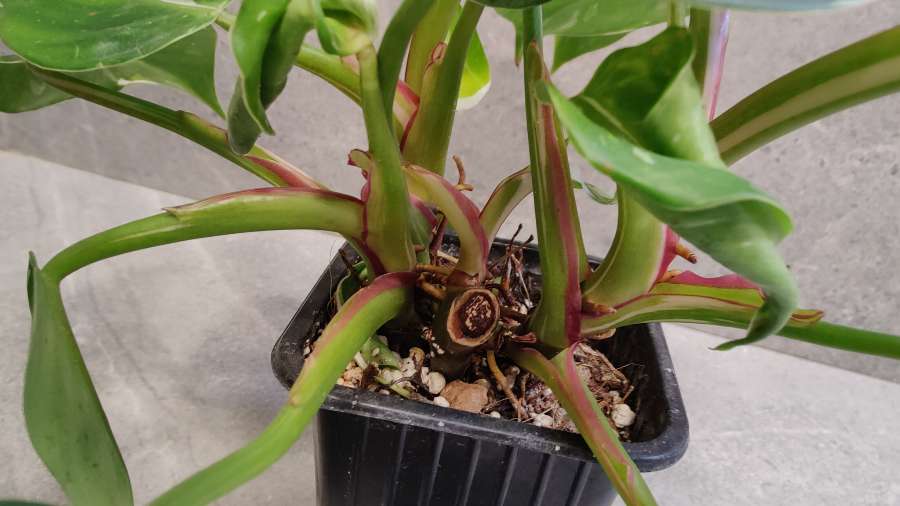 Philodendron White Princess 4