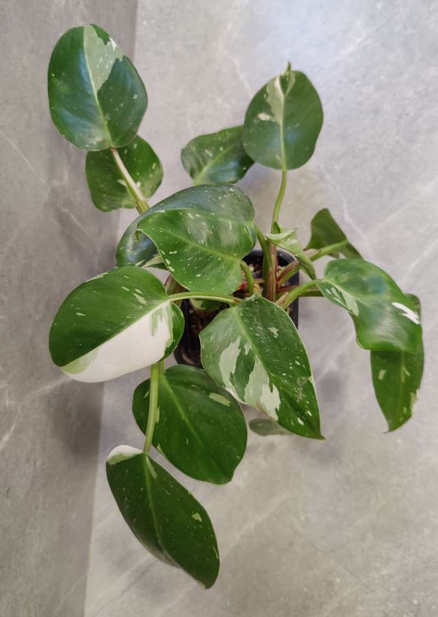 Philodendron White Princess 2