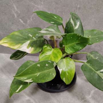 Philodendron White Princess