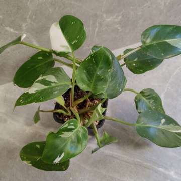 Philodendron White Princess