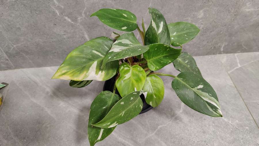 Philodendron White Princess 2