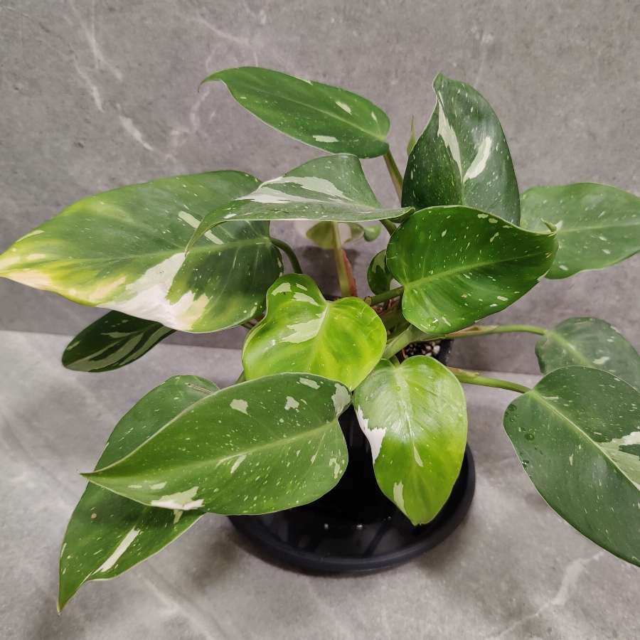 Philodendron White Princess