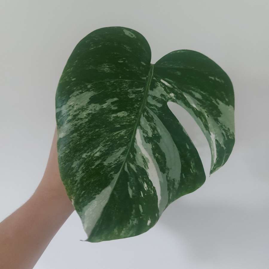 Monstera variegata