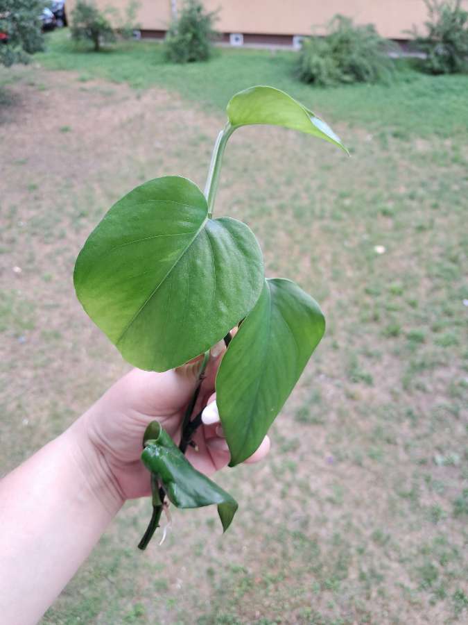 Epipremum marble Queen 3