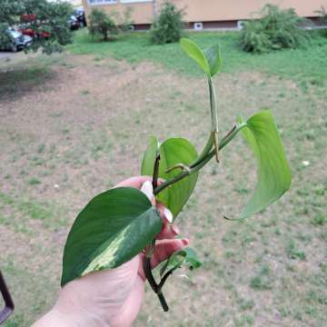 Epipremum marble Queen