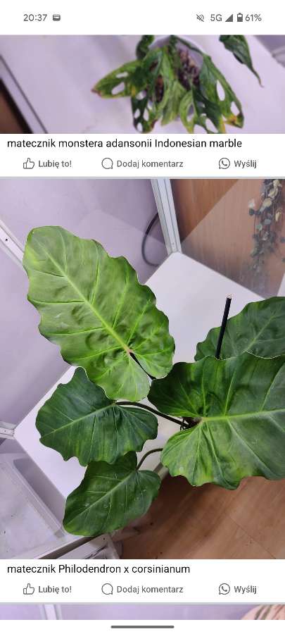 Philodendron x Corsinianum 3