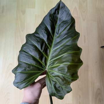 Philodendron x Corsinianum