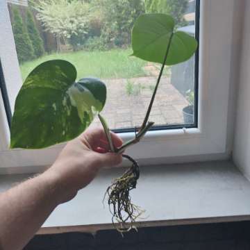 Monstera variegata szczepka