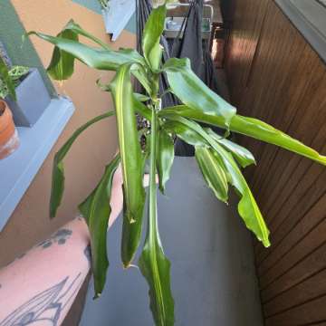 Dracena