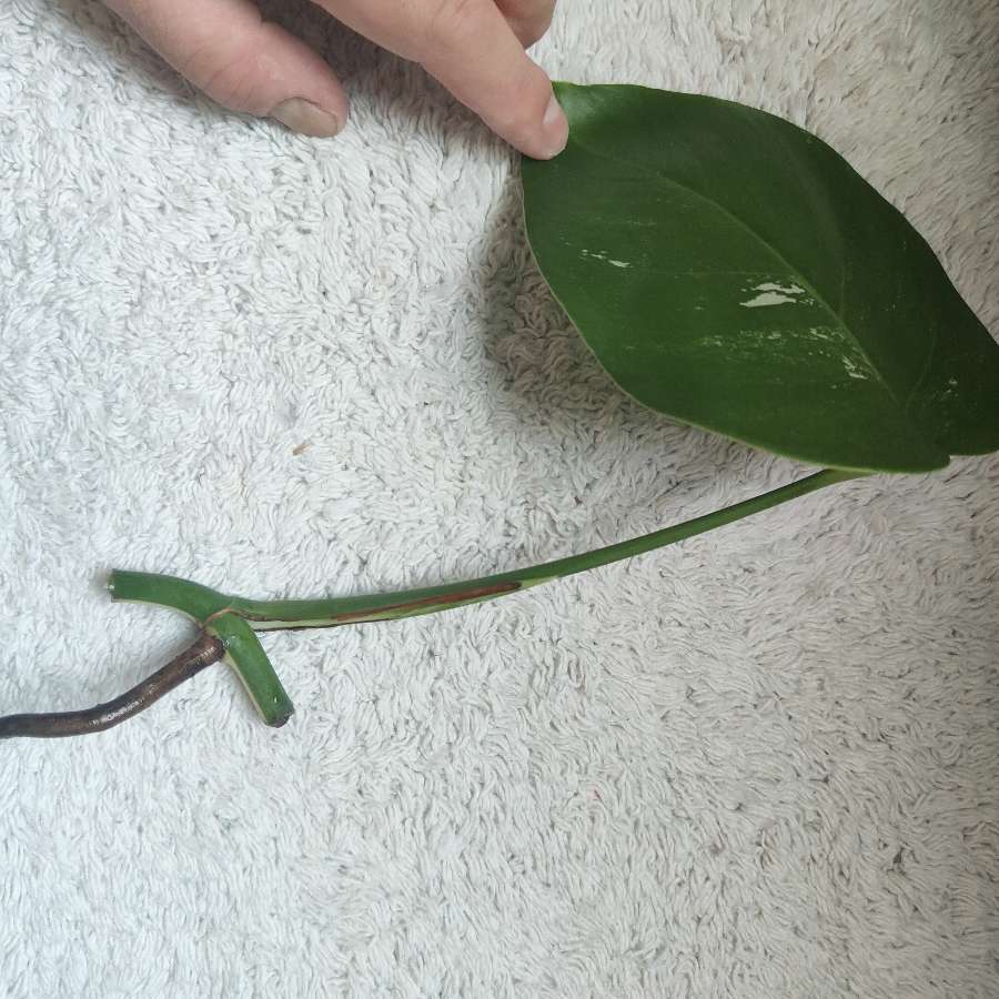 Monstera variegata szczepka