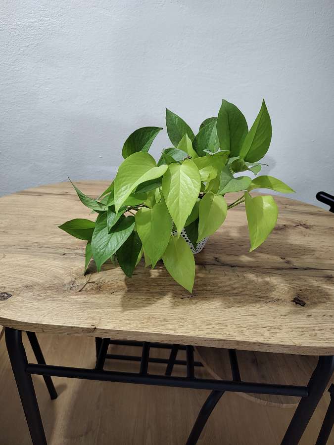 Epipremnum golden photos / neon 2