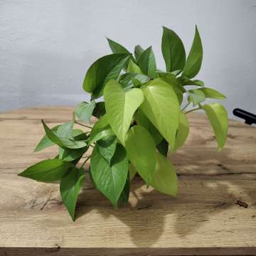 Epipremnum golden photos / neon