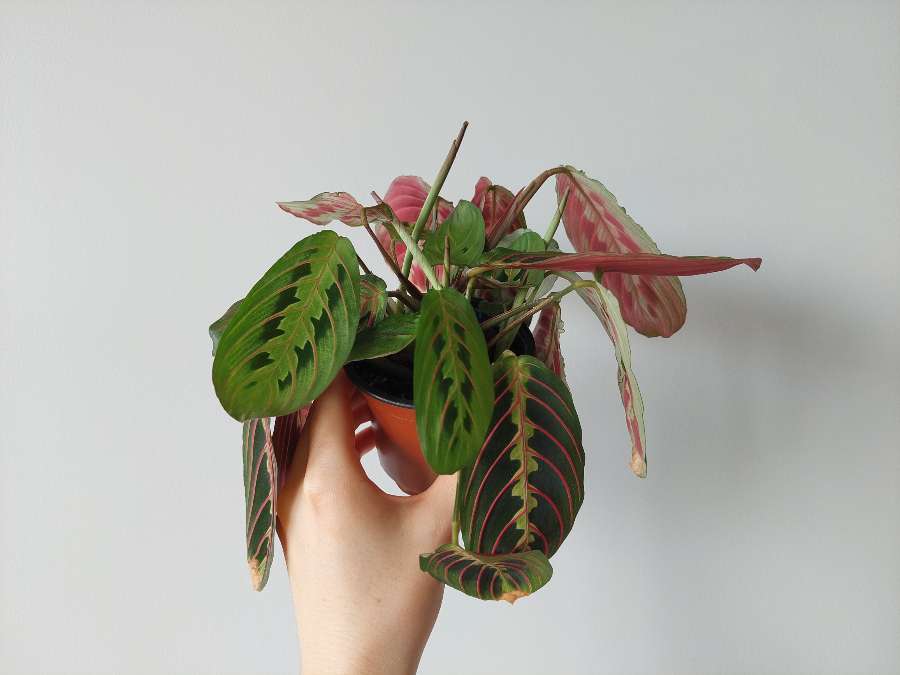 Maranta tricolor 2