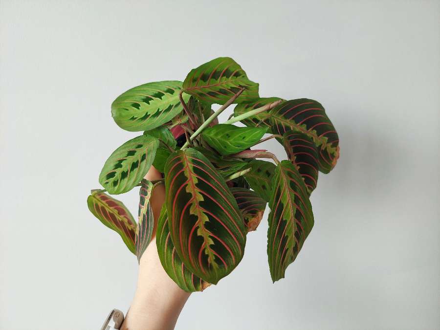 Maranta tricolor 3