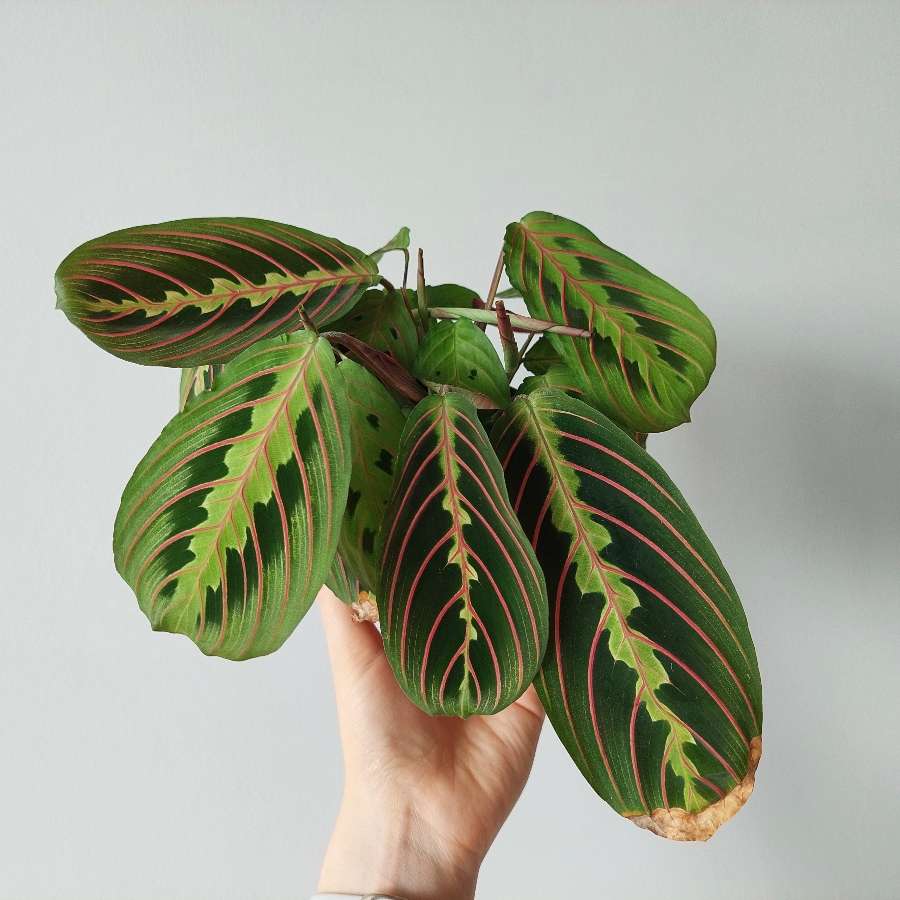 Maranta tricolor