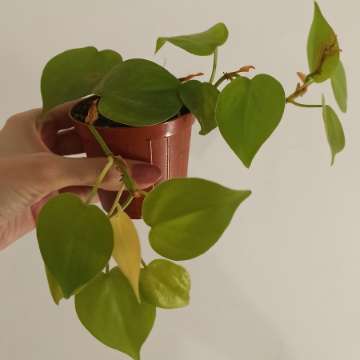 Philodendron lemon lime