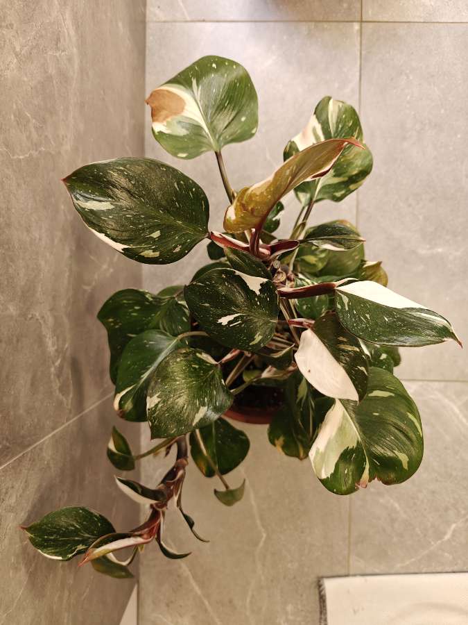 Philodendron White Knight 4