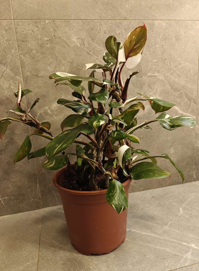 Philodendron White Knight 3