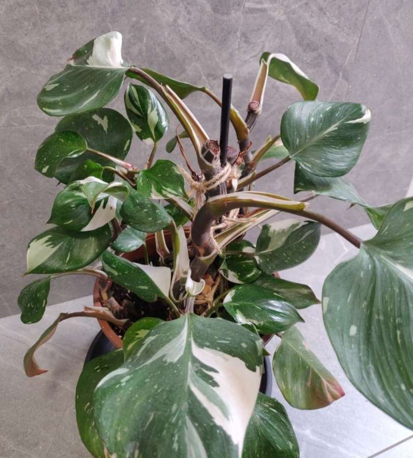 Philodendron White Knight 2