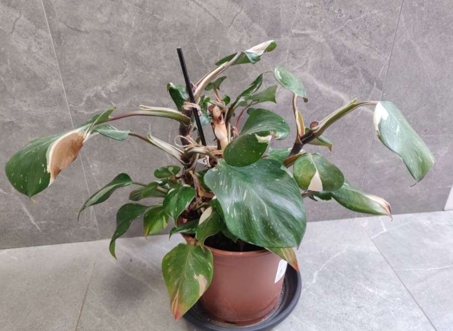 Philodendron White Knight 4