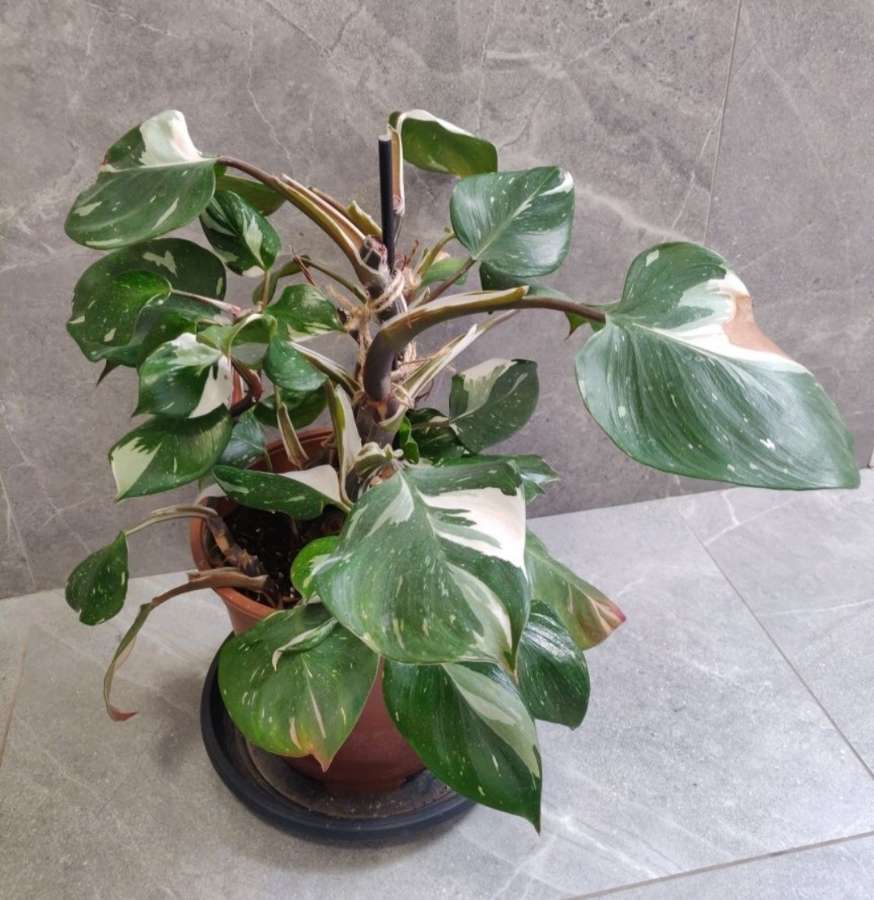 Philodendron White Knight 3