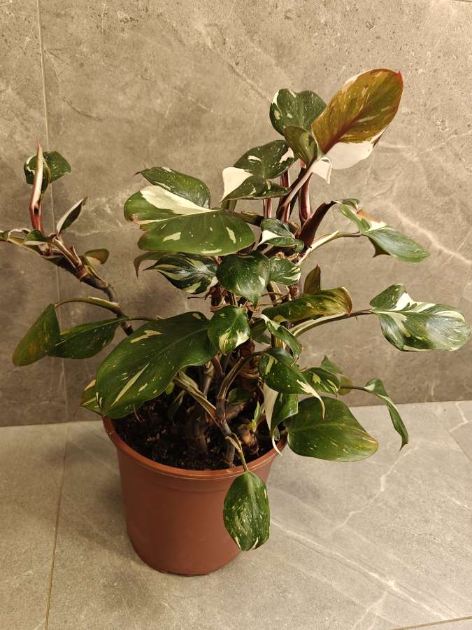 Philodendron White Knight 2