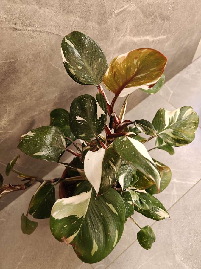 Philodendron White Knight 5