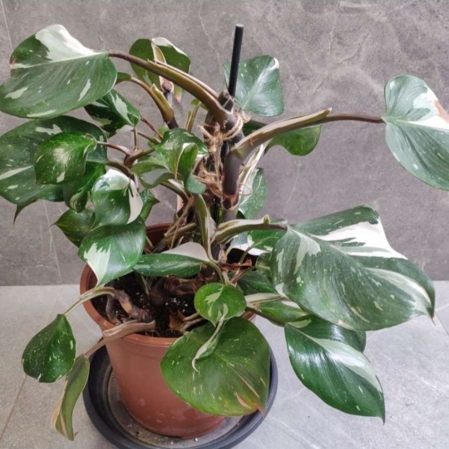 Philodendron White Knight