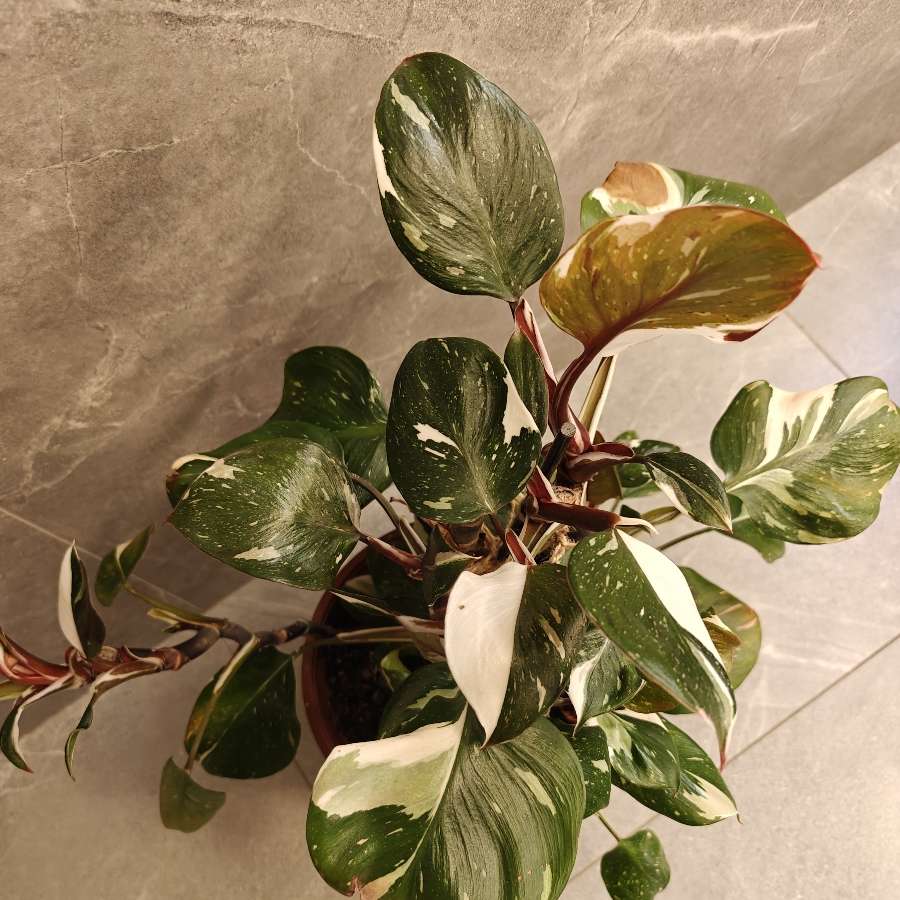 Philodendron White Knight