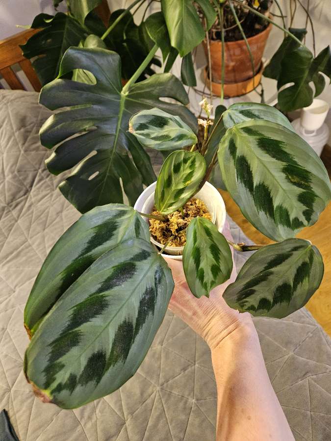 Maranta cristata 'Intense' 3