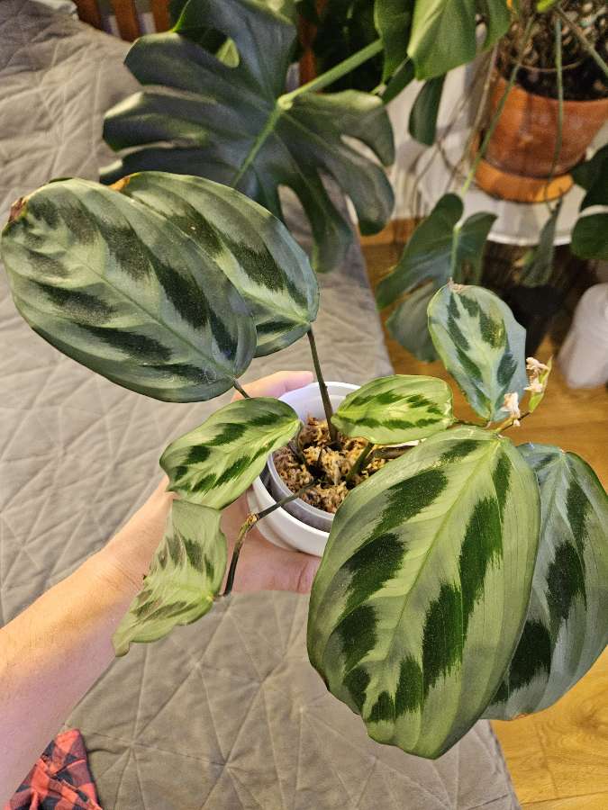 Maranta cristata 'Intense' 2