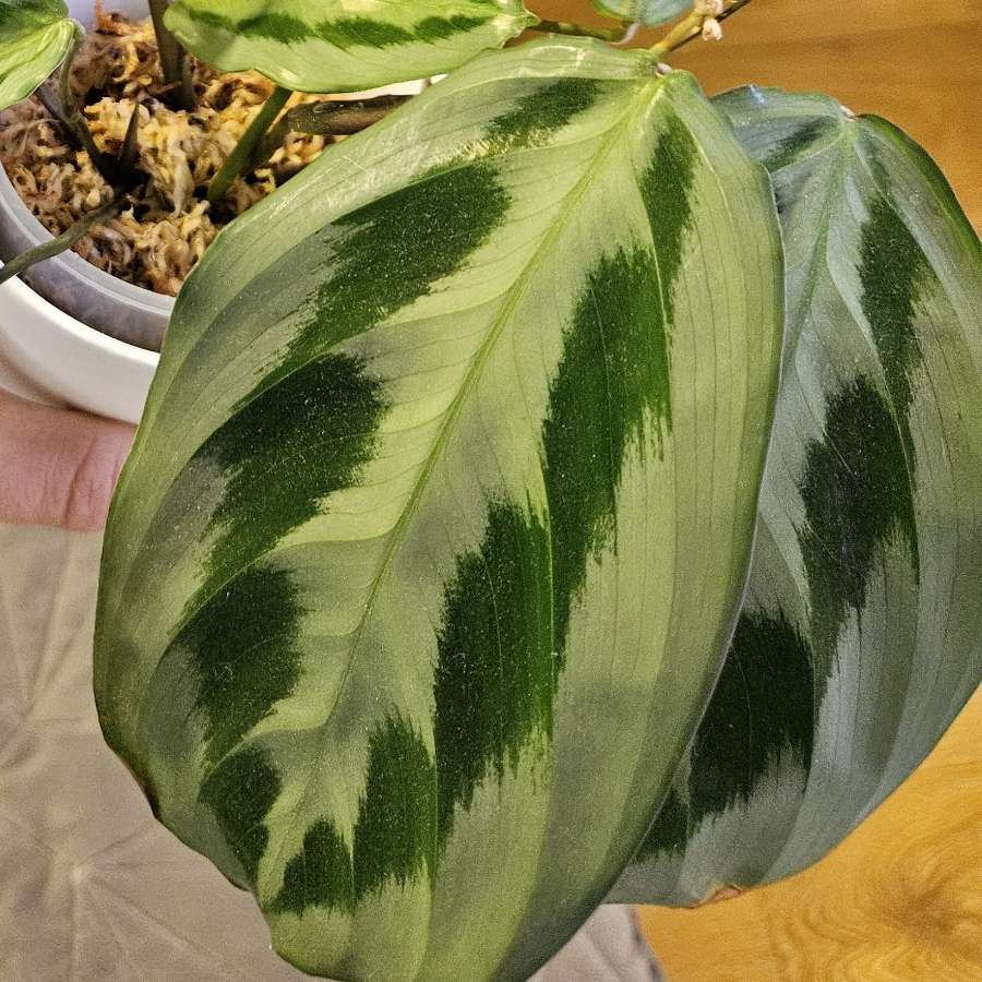 Maranta cristata 'Intense'