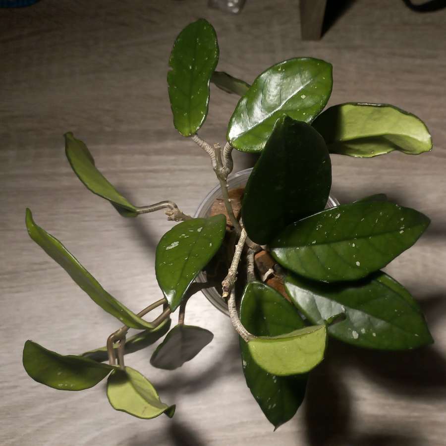 Hoya carnosa 5