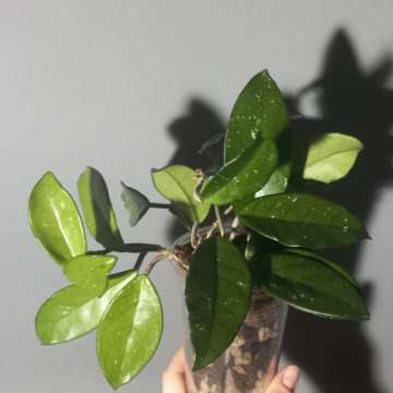 Hoya carnosa