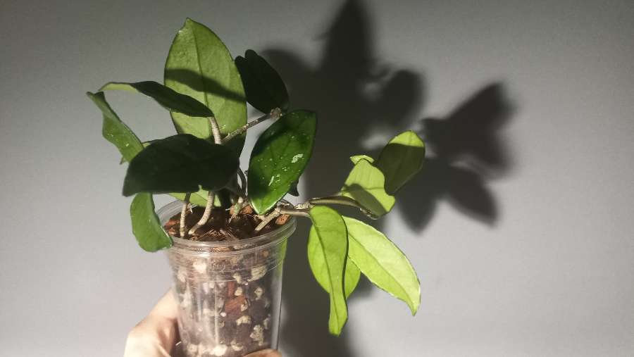 Hoya carnosa 4