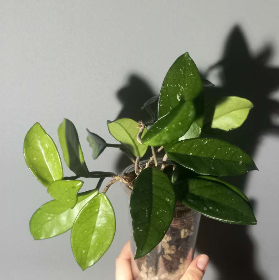 Hoya carnosa 2