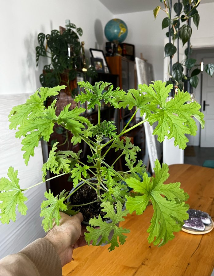 Geranium Anginka 🪴