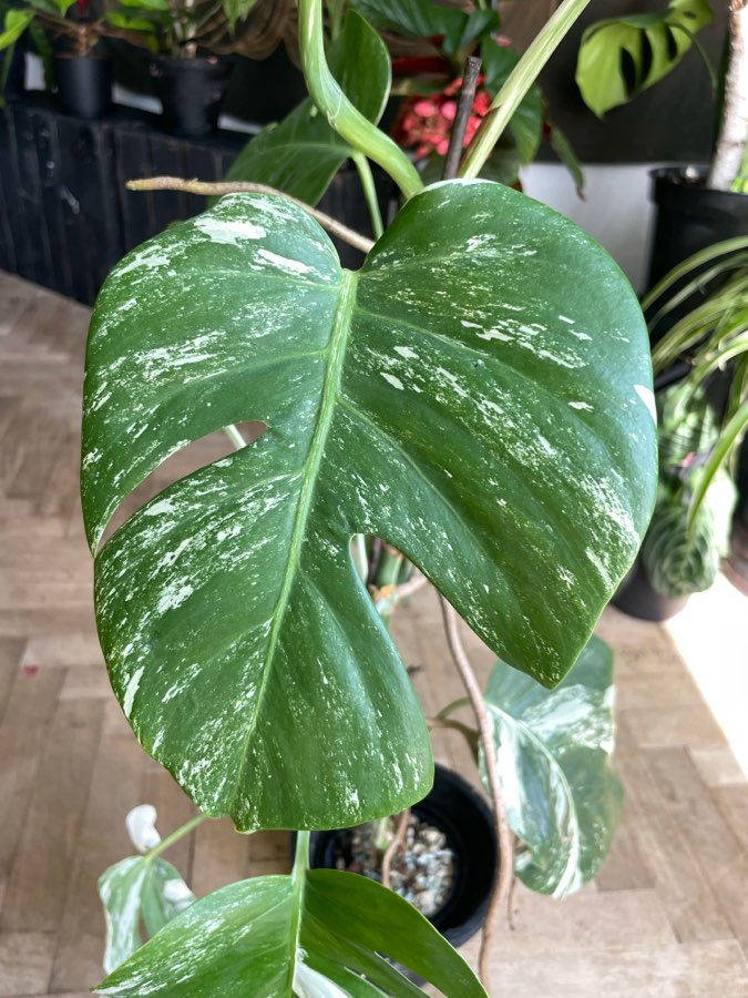 monstera variegata 2
