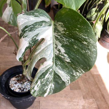 monstera variegata