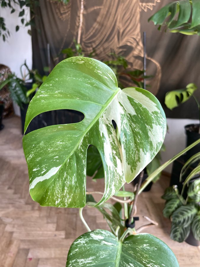 monstera variegata 3