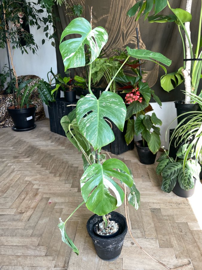 monstera variegata 4