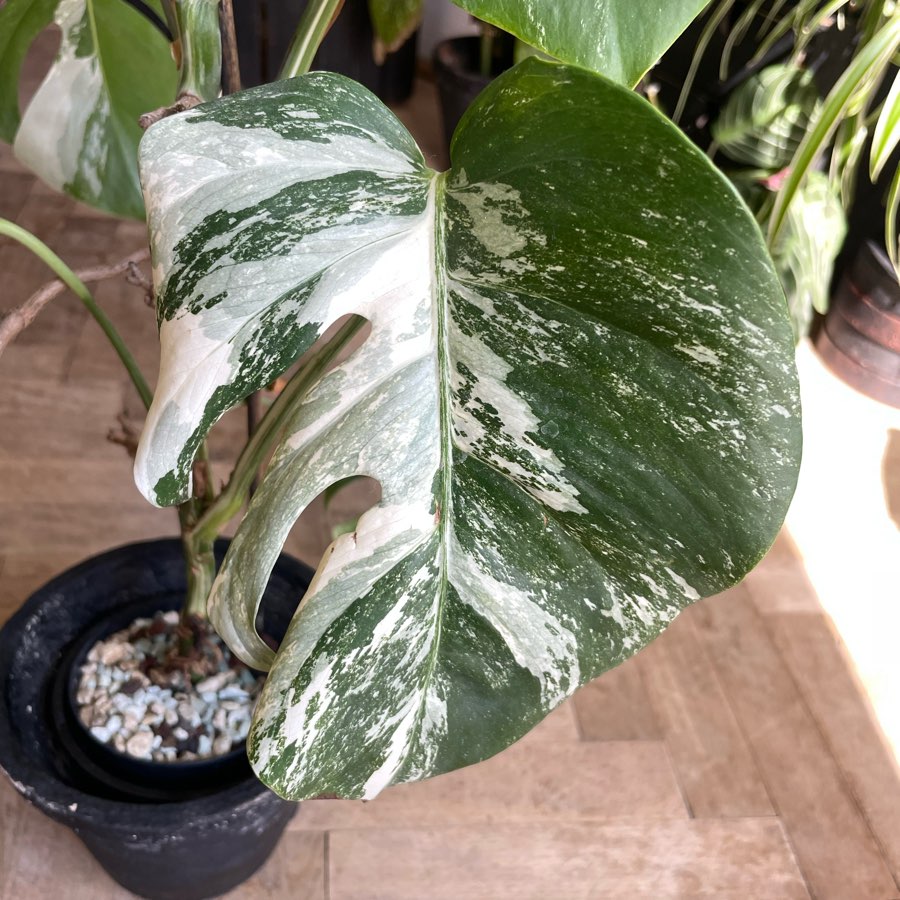 monstera variegata