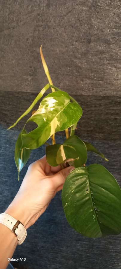 Philodendron cream splash, Epipremnum Pinniatum Variegata 3