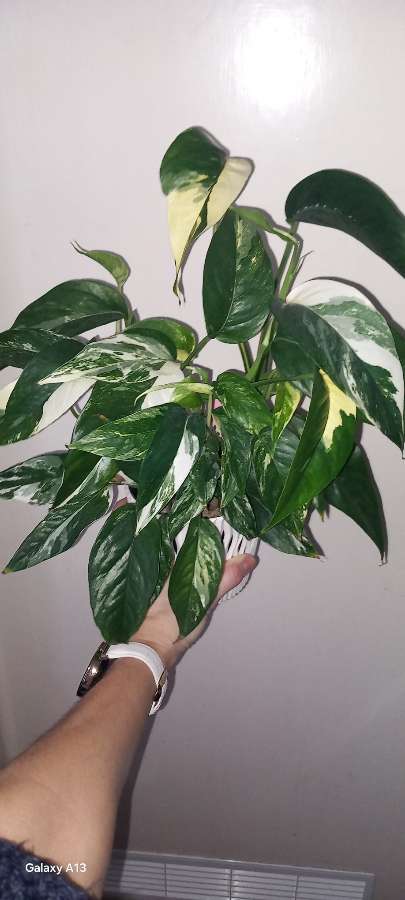 Philodendron cream splash, Epipremnum Pinniatum Variegata 5