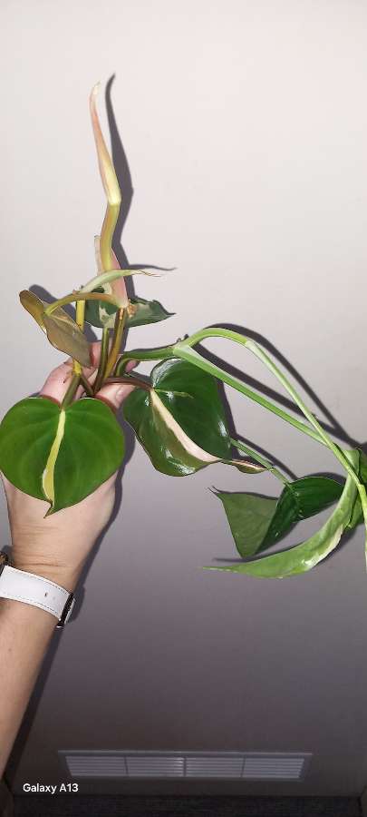Philodendron cream splash, Epipremnum Pinniatum Variegata 2