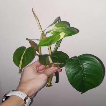 Philodendron cream splash, Epipremnum Pinniatum Variegata