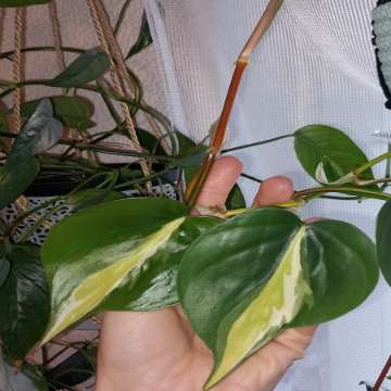 Philodendron Cream splash