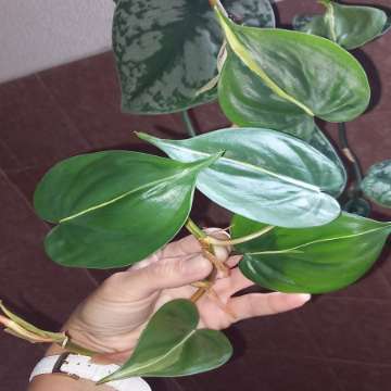 Philodendron Cream splash
