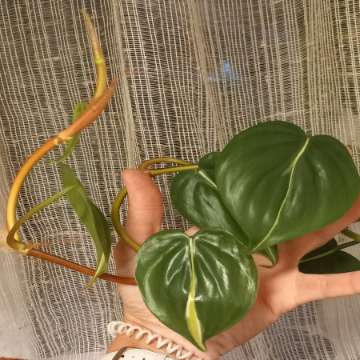 Philodendron Cream splash